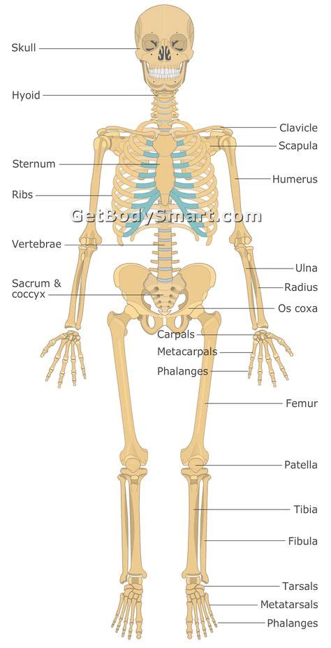 Appendicular Skeleton And Axial Skeleton Organization Of The Skeleton