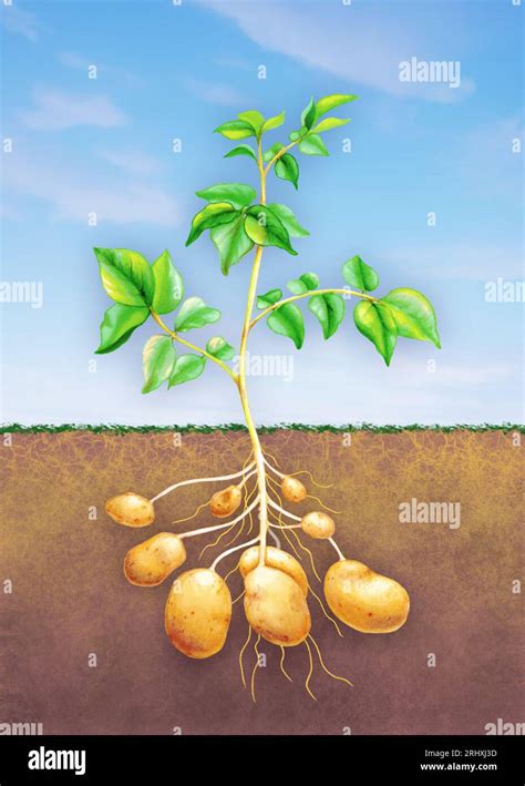 Diagram Showing A Potato Plant With Stem Leaves And Its Tubers Growing