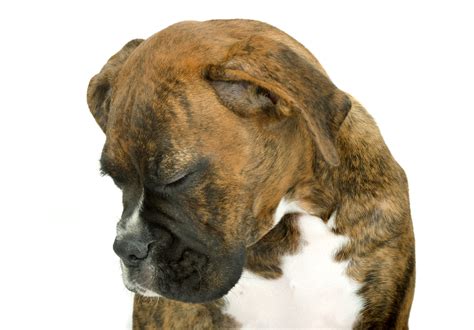 Warning Signs Of Cancer In Dogs