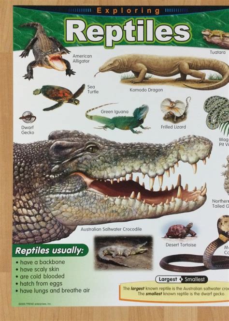 Reptiles And Amphibians Chart