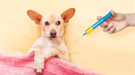 Las Vacunas Que Deberías Poner A Tu Perro Si Quieres Que Esté Protegido