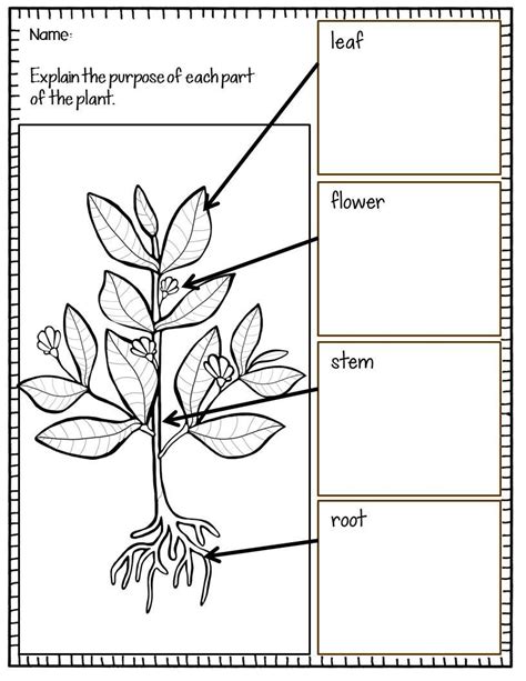Plant Structure And Function Worksheet 4th Grade Worksheet Qa
