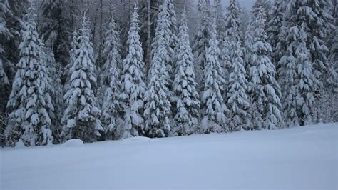 Snow Covered Spruces In The Forest Youtube