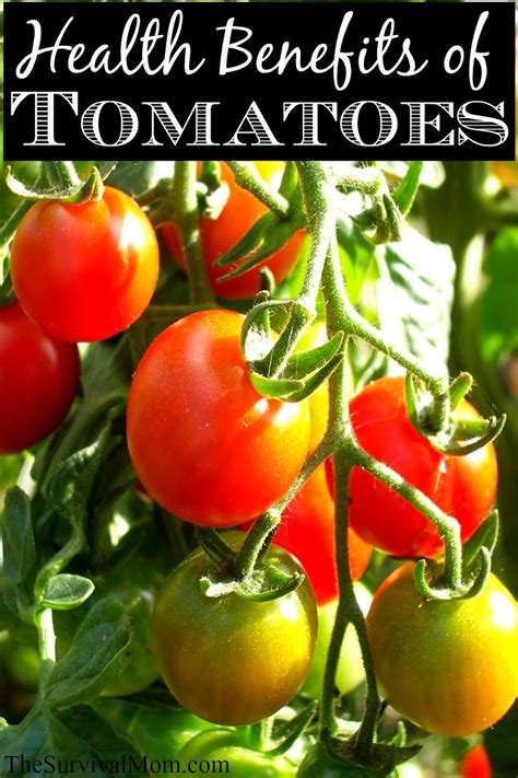 health benefits of tomatoes survival mom