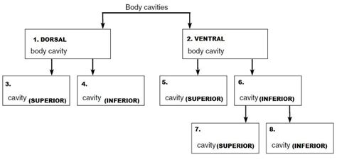 Print Exercise 1: The Language of Anatomy flashcards | Easy Notecards