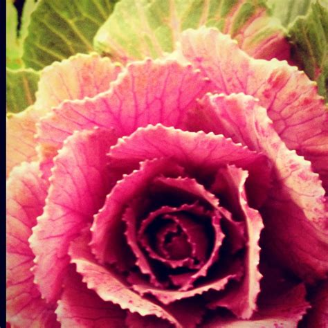 Cabbage Rose Cabbage Roses Cottage Visual Graphics Vegetables
