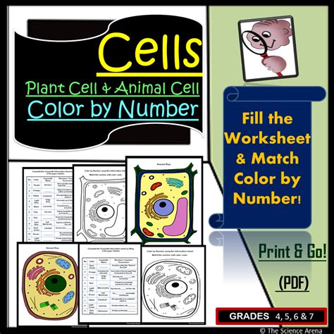 Printable Human Cell Coloring Pages