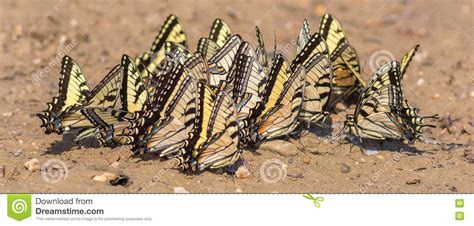 Tiger Swallowtails Gathering Minerals Orientale Fotografia Stock