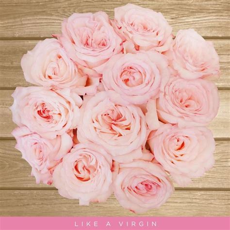 Peonies are without a doubt one of the most beautiful flowers. Garden Roses - Like a Virgin- Looks like Peonies By ...