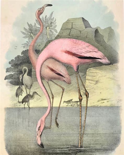 Antique And Rare Prints Flamingo Lithograph Bird Art Pink Flamingos