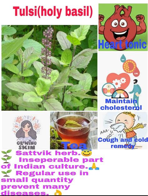 Divine Herb Tulsi Know Why And How To Use It Amritam Ayurveda