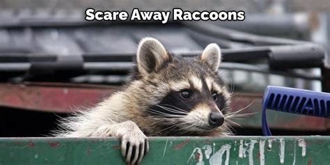How To Keep Raccoons Away From Feral Cat Food Explained In 11 Steps