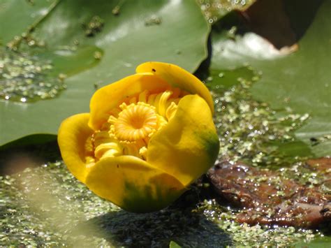 Yellow Water Lily Population Recovering In Lake Arpi Caucasus Nature Fund