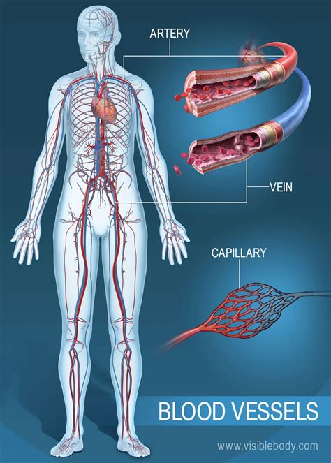 What Are The Major Blood Vessels In The Body Blood Heart And Blood