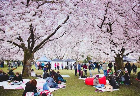 The Ultimate Guide To The Annual Vancouver Cherry Blossom Festival