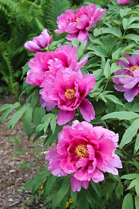 Check spelling or type a new query. TOP 10 Scented Plants That Will Make Your Garden a ...