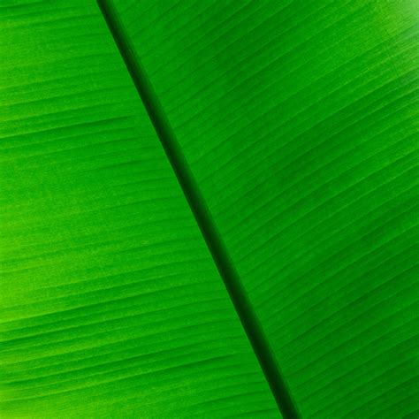Tropical Leaf Background Free Stock Photo Public Domain