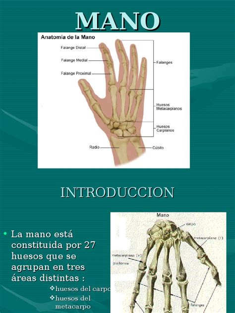 Anatomia De La Mano Humana Image To U
