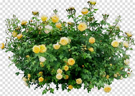 yellow rose bush clipart 10 free Cliparts | Download images on png image