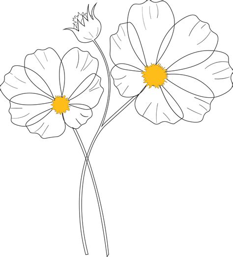 Vector Set With Outline Cosmos Or Cosmea Flower Bunch Ornate Leaf And