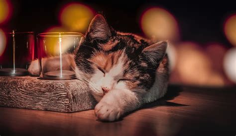Drinking Glass Sleeping Cat Animals Wallpapers Hd