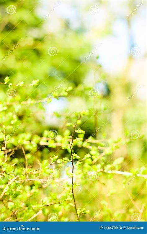 Green Leaves In Springtime Nature Background Stock Photo Image Of