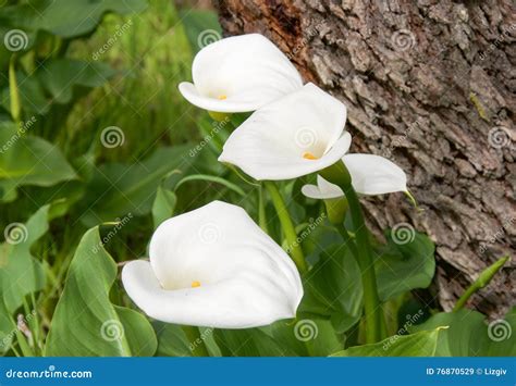 Calla Lily Hearts Stock Image Image Of Botanic Blossom 76870529
