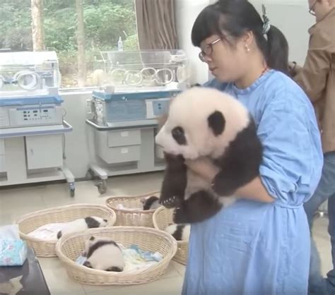 Panda Nannies Show They Might Have Worlds Sweetest Job
