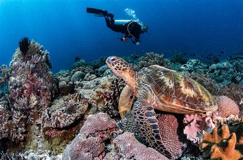 Our Favourite Cebu Dive Resort Areas Scuba Diving Blog