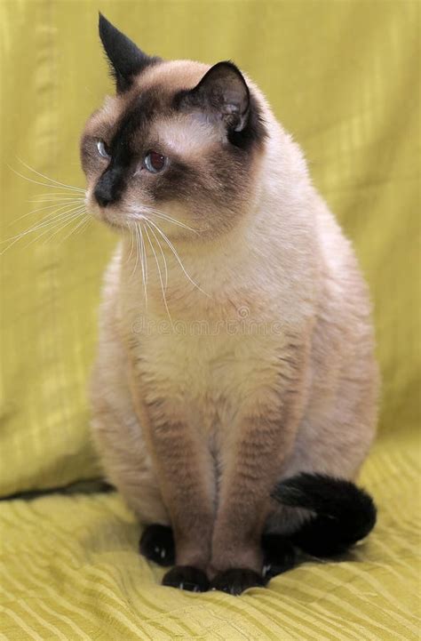 Siamese Cat Stock Image Image Of Fluffy Chic Breed 35658709