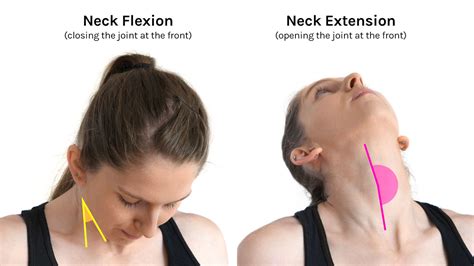 Flexion And Extension In Detail Tom Morrison