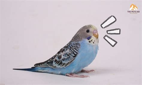 What Does A Happy Parakeet Sound Like Explained