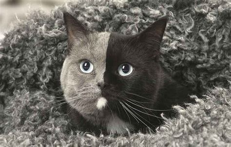 ‘two Faced Kitten Grows Up Into The Most Beautiful Cat Ever We Love