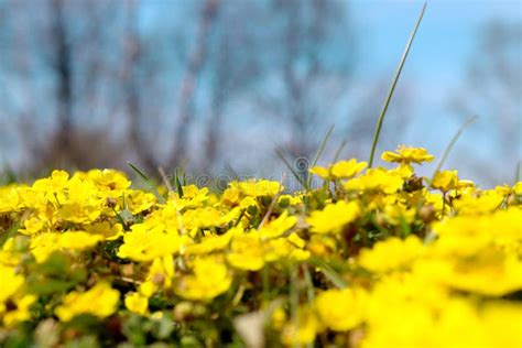 Wild Yellow Flower Meadow Stock Image Image Of Seasonal 4238929