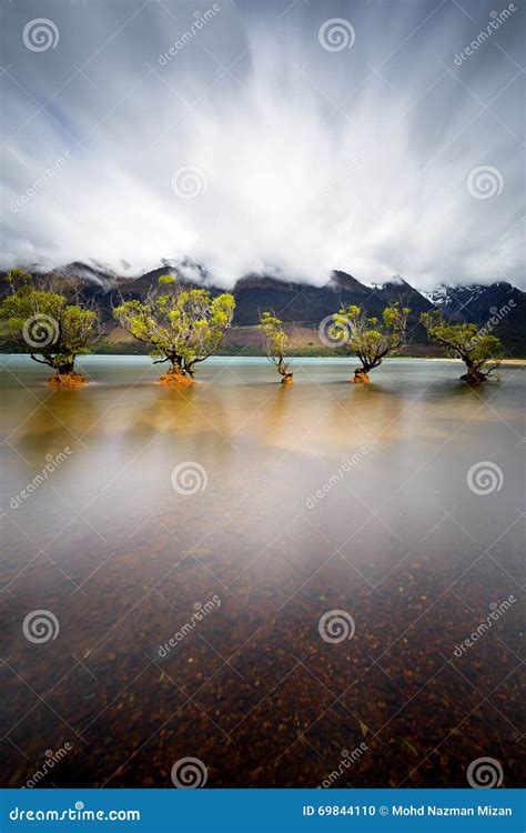 Iconic Willow Trees At Glenorchy Stock Photo Image Of Grass Morning