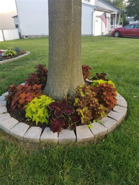 Coleus Add Pop Of Color To The House Amazing Landscaping Ideas