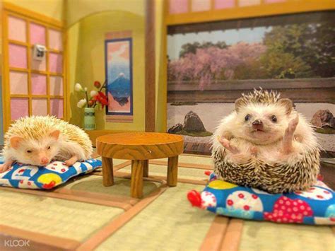 Hedgehogs Pics That Are So Adorable Theyll Melt Your Heart