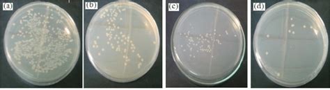Digital Photographs Of E Coli Colonies Grown On Nutrient Agar Plate As