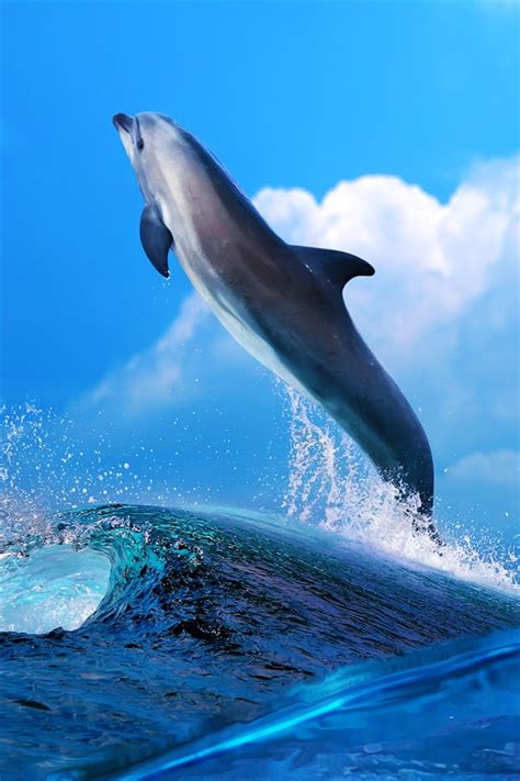 Dolphin Iphone Wallpaper Wallpapersafari