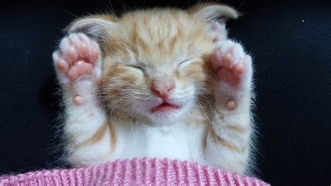 Tổng hợp hình ảnh con mèo buồn ngủ dễ thương và xinh đẹp