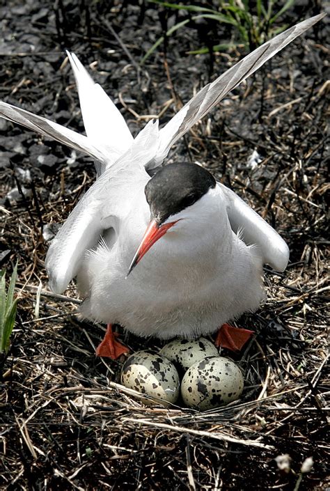 Virginia Seabird Nesting Island Paved Over By Vdot