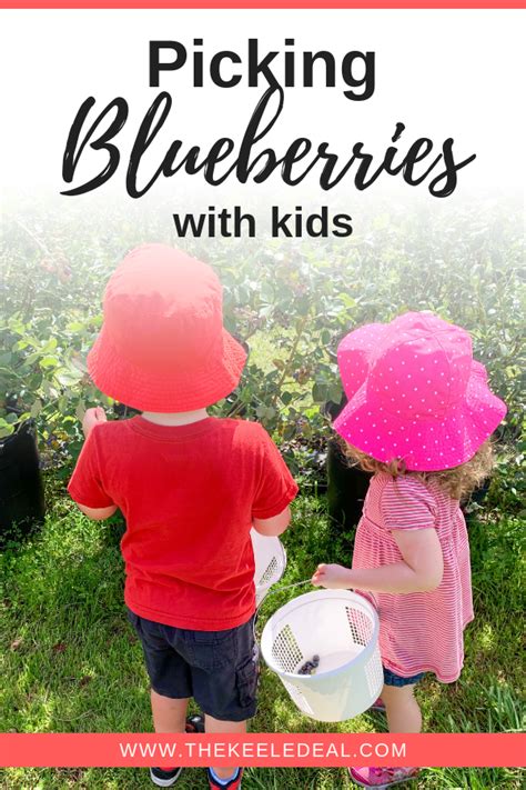 Blueberry Picking Fun Summer Activities Homeschool Preschool