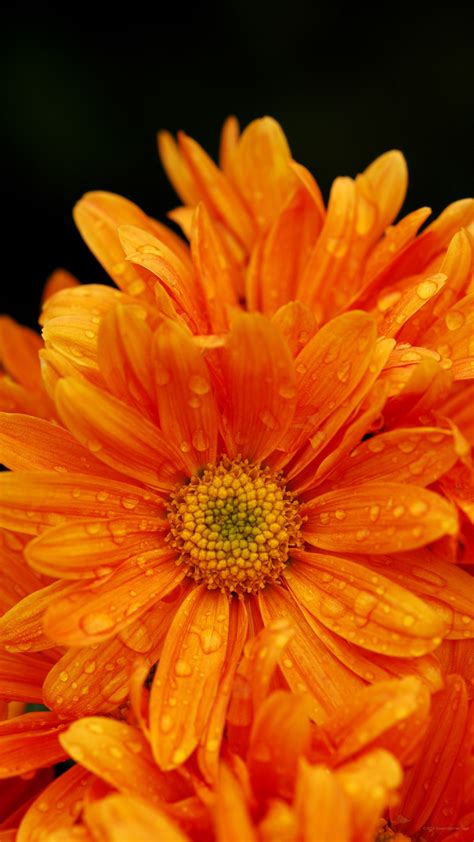 Bellissime fotografie di fiori da scaricare gratis. Sfondi Fiori HD (71+ immagini)