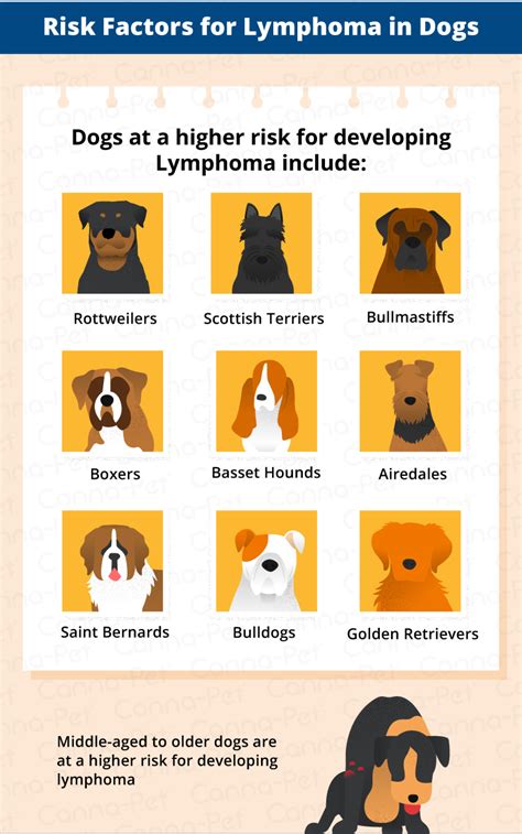 Lymphoma In Dogs Canna Pet