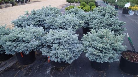 Dazzling Globe Blue Spruce Knechts Nurseries And Landscaping