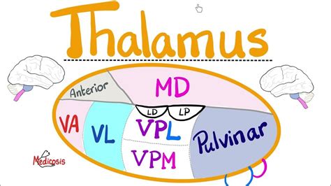 Thalamus Diencephalon Thalamic Nuclei — Va Vl Md Vpm Vpl Mgb