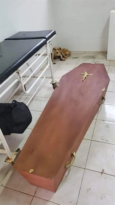 Perro Acompañó A Su Amigo Fallecido Hasta La Morgue Del Hospital Mascotas Abc Color