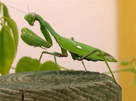 Mantis Religiosa Un Depredador BenÉfico Para Los Cultivos