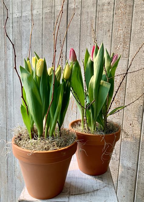 Tulipes en pot Fleuriste Montréal Abacà fleurs et plantes