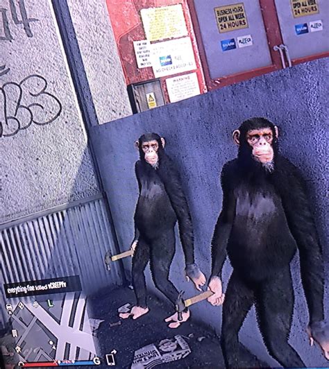 Monkey Gang Rgtaonline